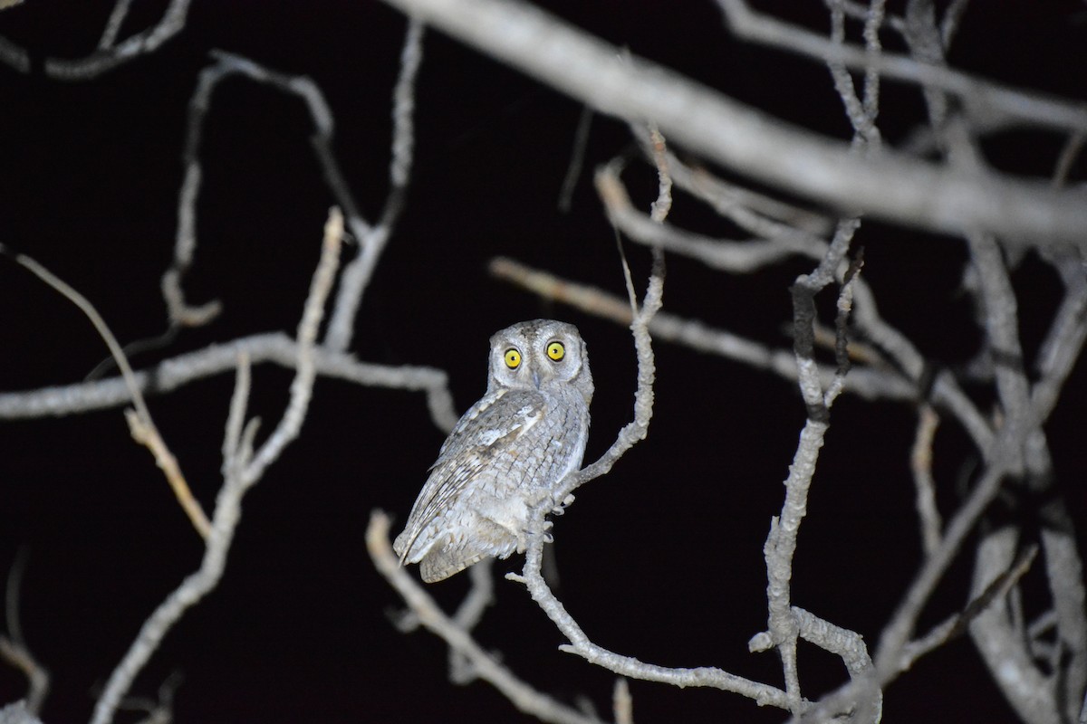 African Scops-Owl (African) - ML225445441