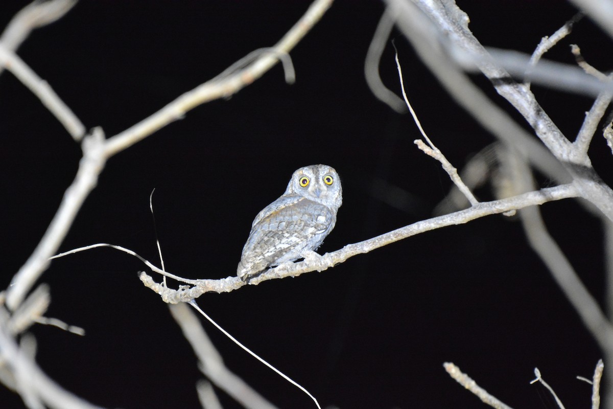 výreček africký (ssp. senegalensis) - ML225445451