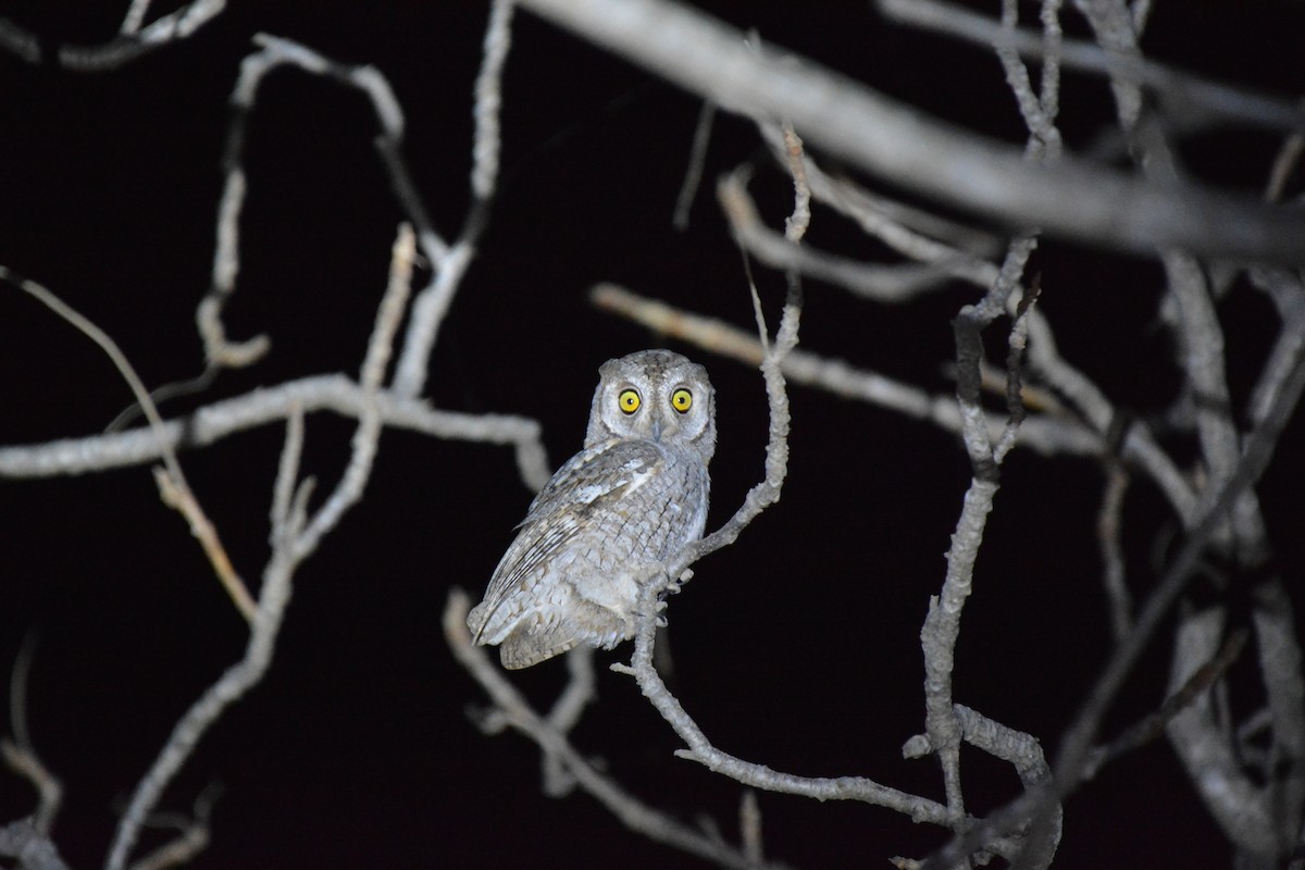 African Scops-Owl (African) - ML225445481