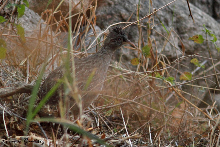 Andean Tinamou - ML225445731