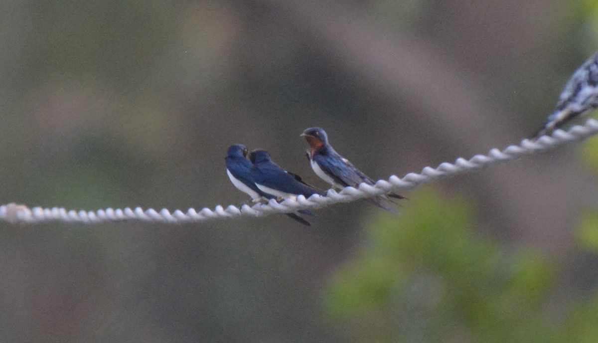 Red-chested Swallow - ML225445911