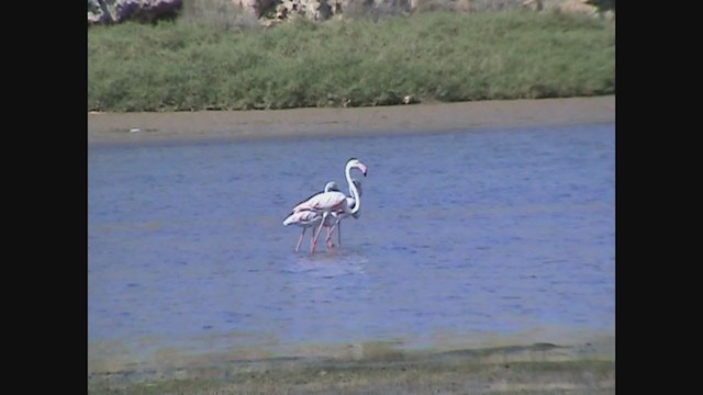 Greater Flamingo - ML225445931