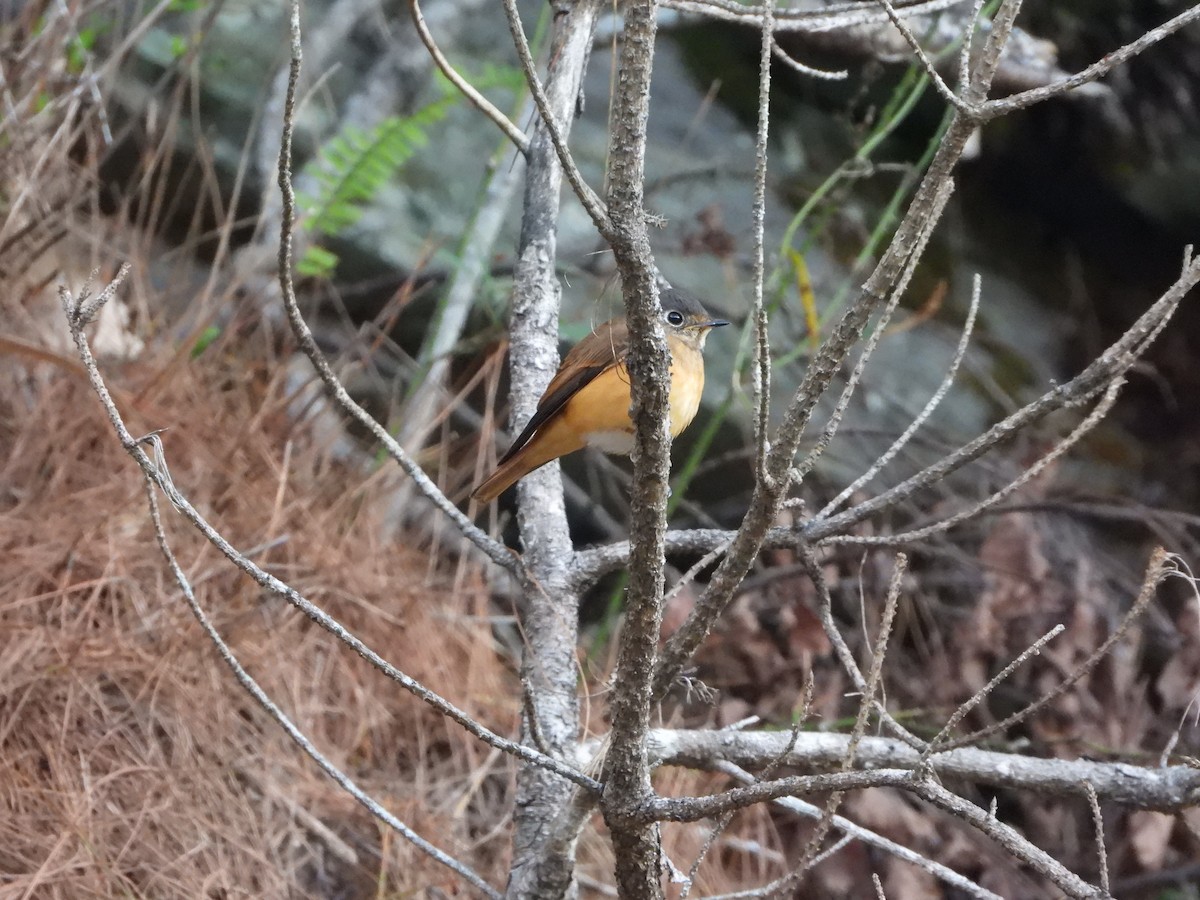 Black-throated Tit - ML225446211