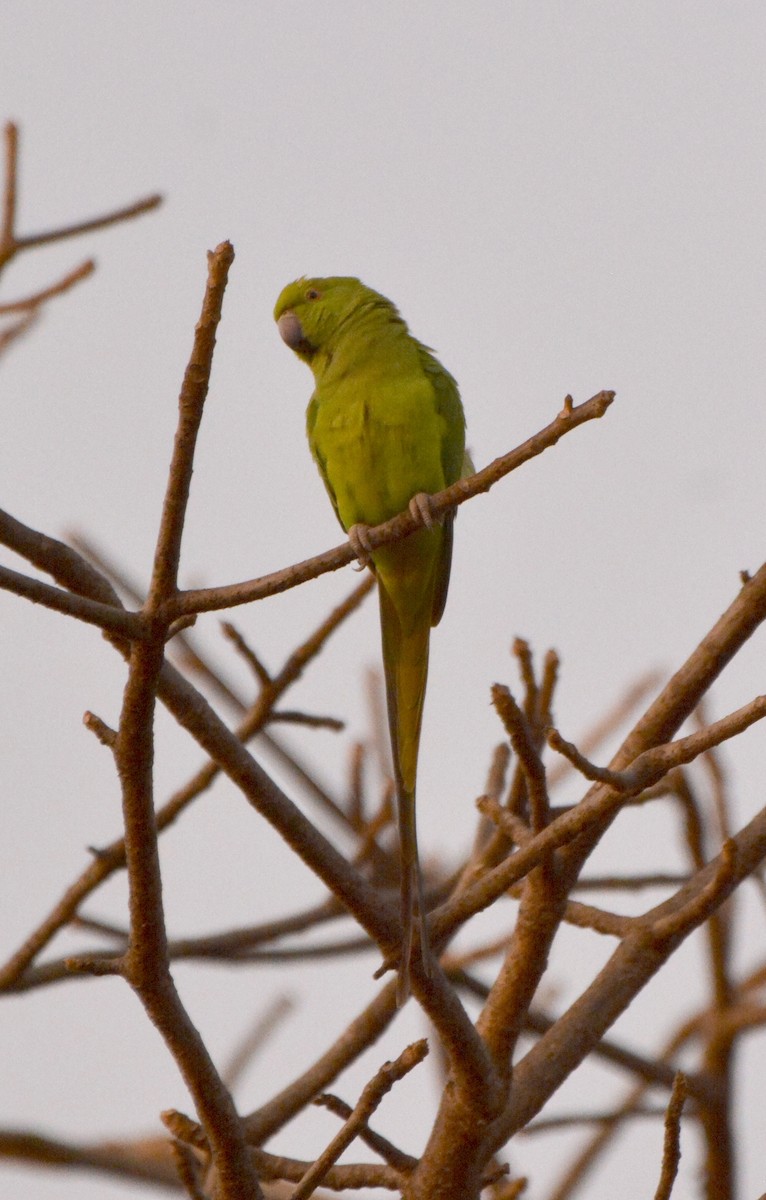 紅領綠鸚鵡 - ML225446571