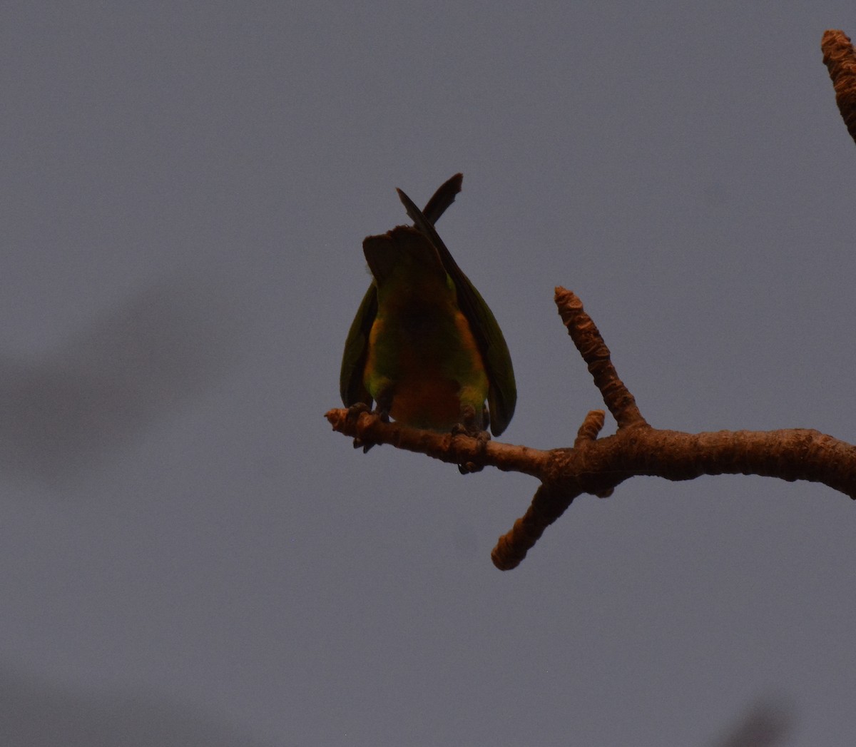 塞內加爾鸚鵡 - ML225446591