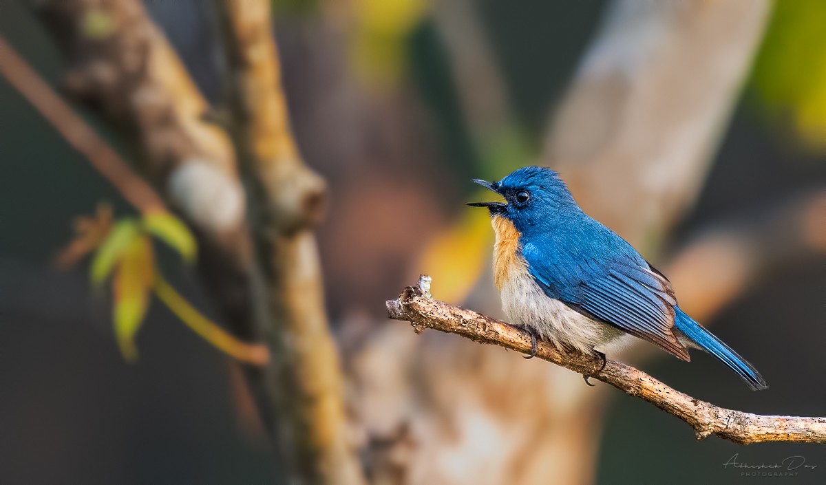 Tickell's Blue Flycatcher - ML225446941