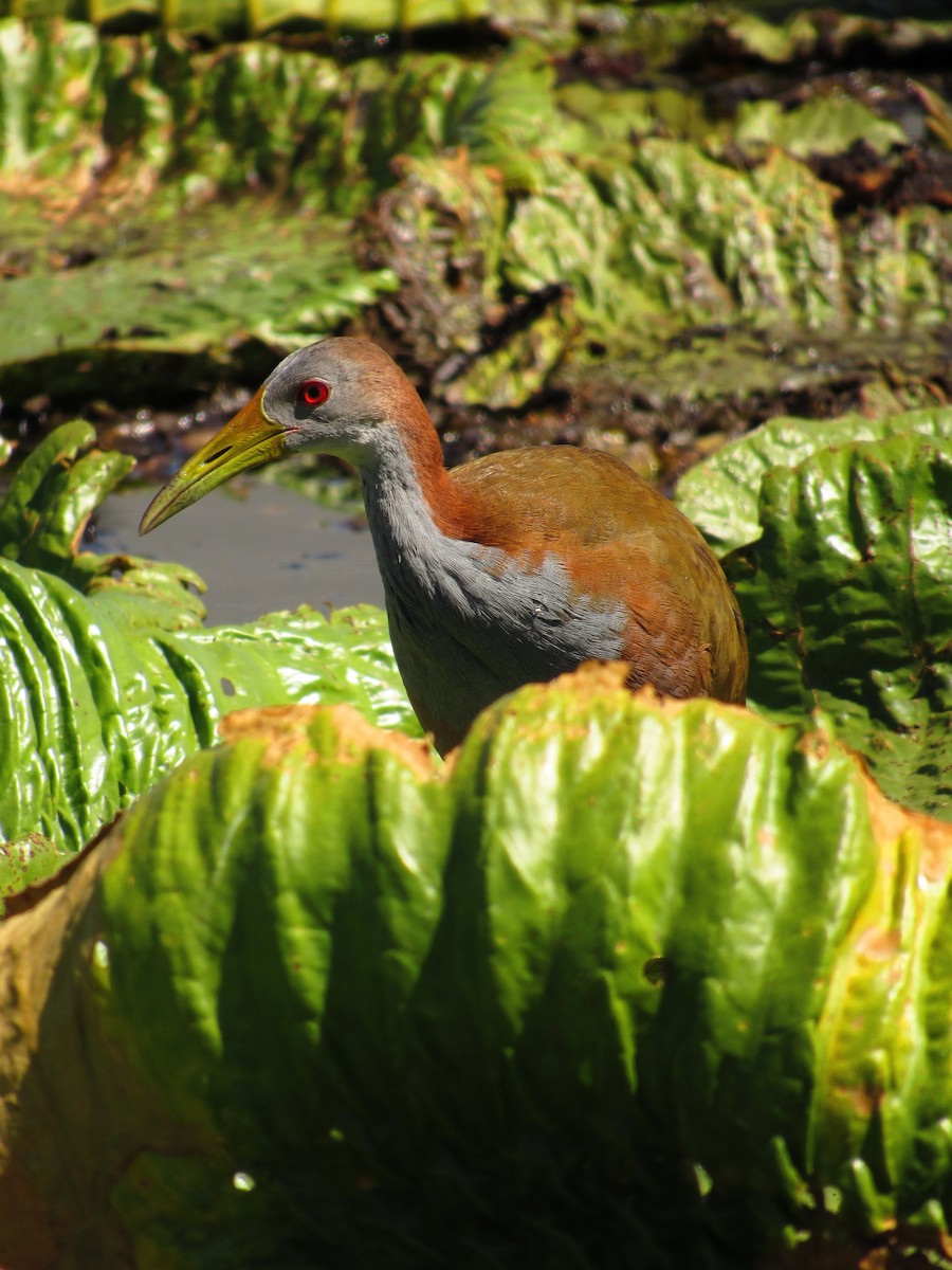 Giant Wood-Rail - Ricardo Hope