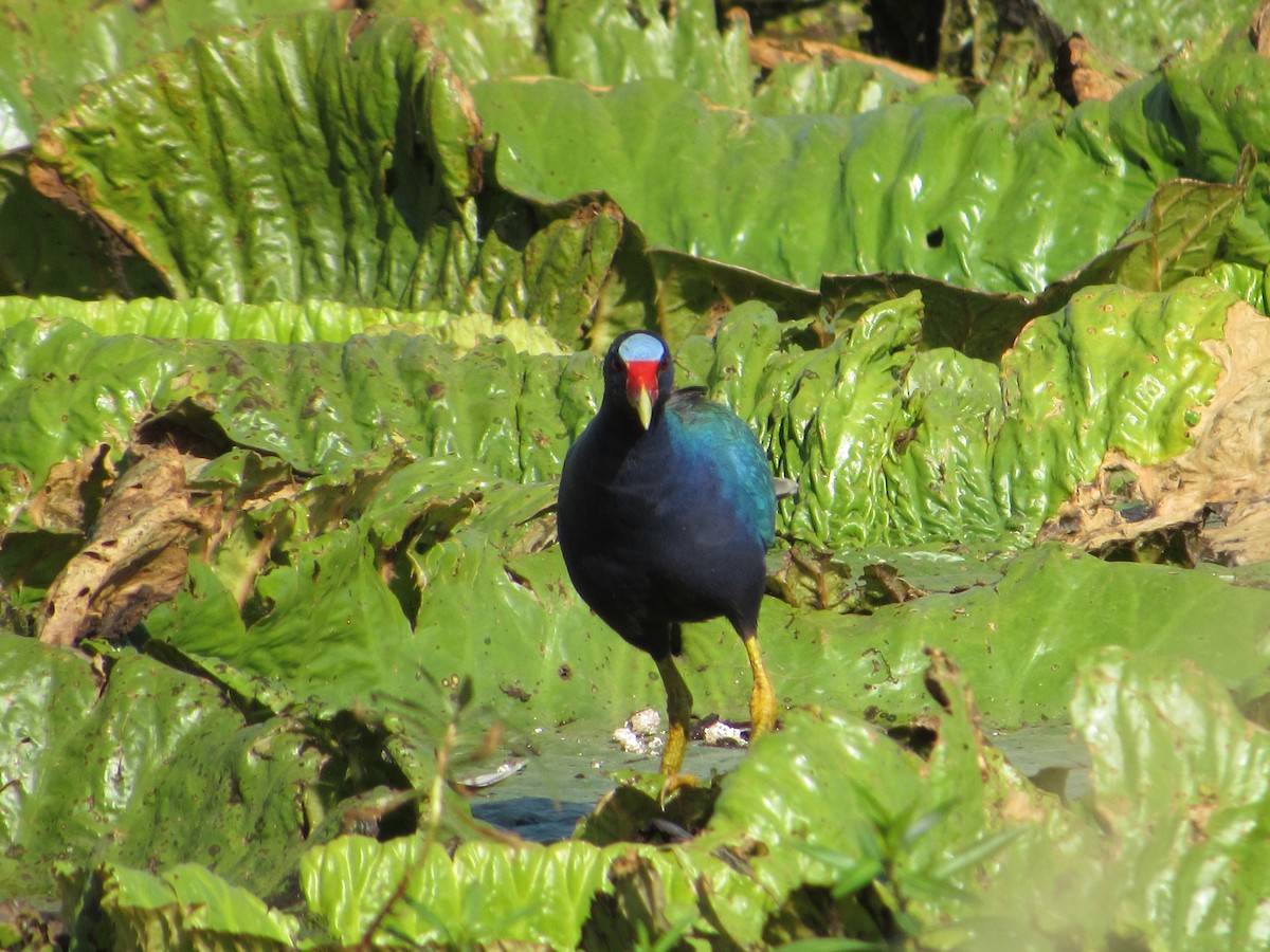 Purple Gallinule - Ricardo Hope