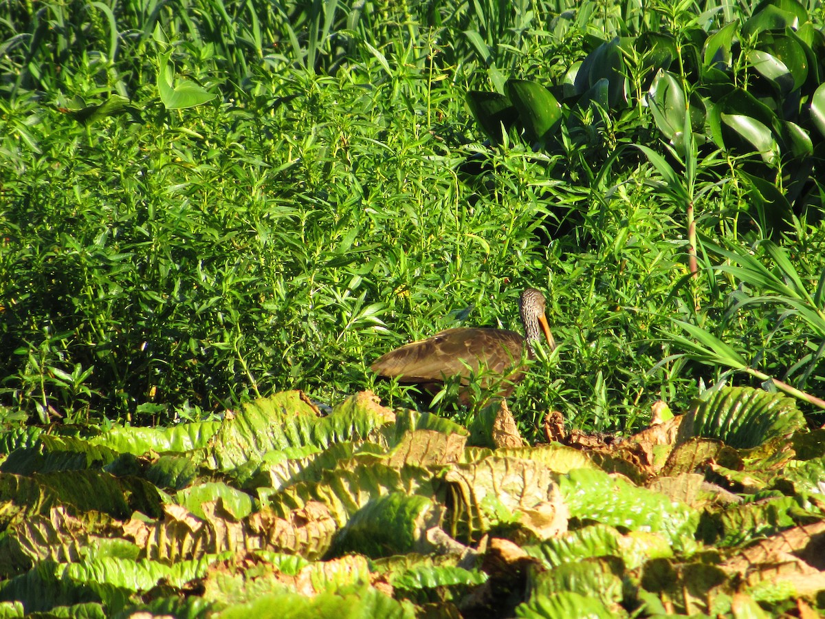 Limpkin - Ricardo Hope