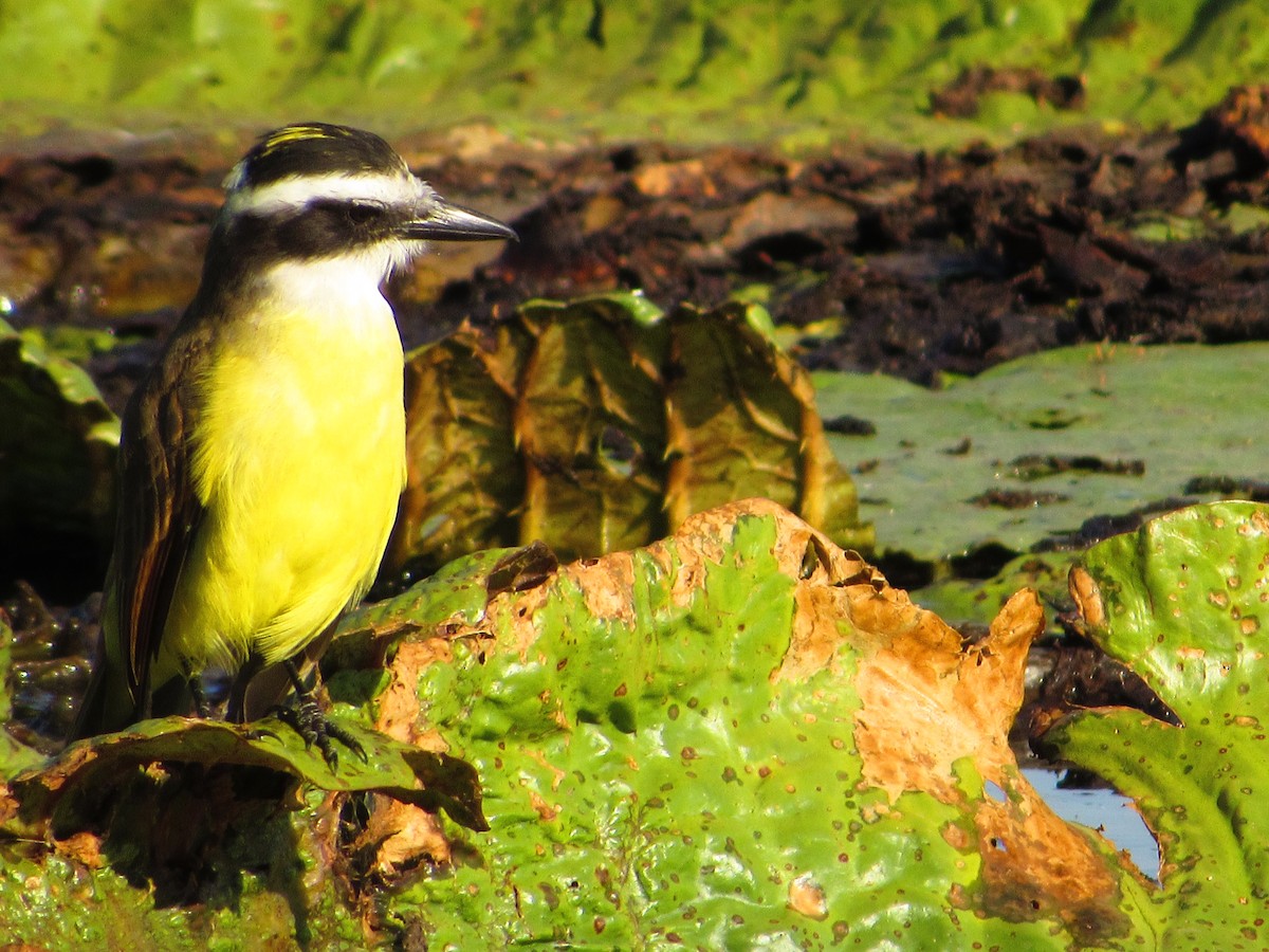 Great Kiskadee - Ricardo Hope