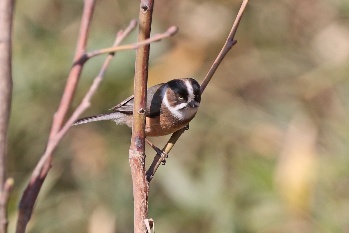 Black-browed Tit (Burmese) - ML225448791