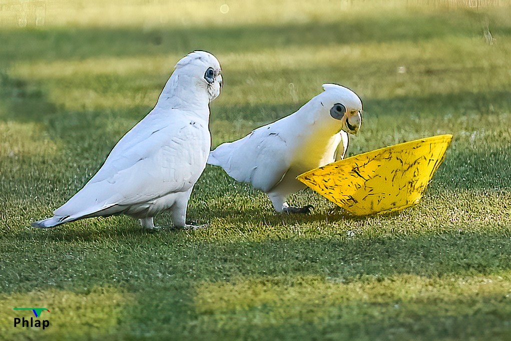 Little Corella - Rodney Appleby