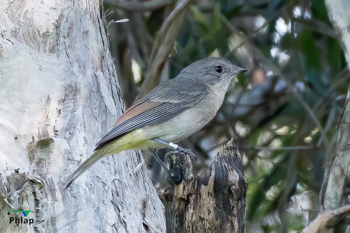 Golden Whistler - Rodney Appleby