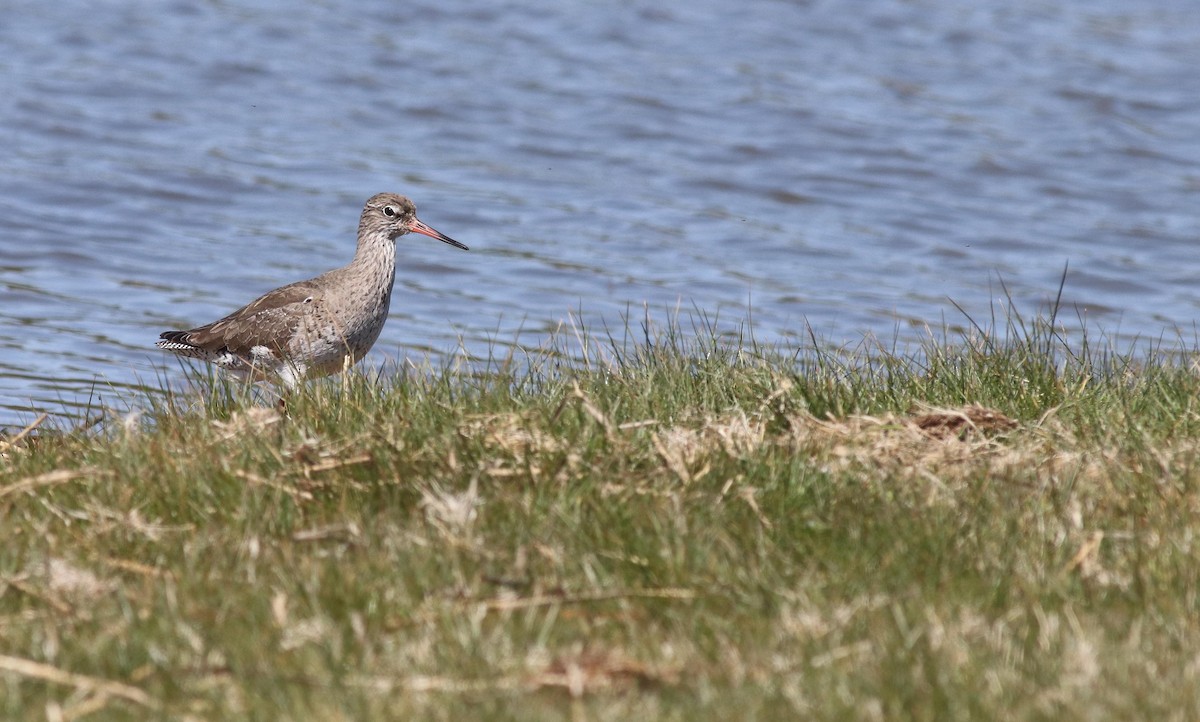 Common Redshank - ML225455291