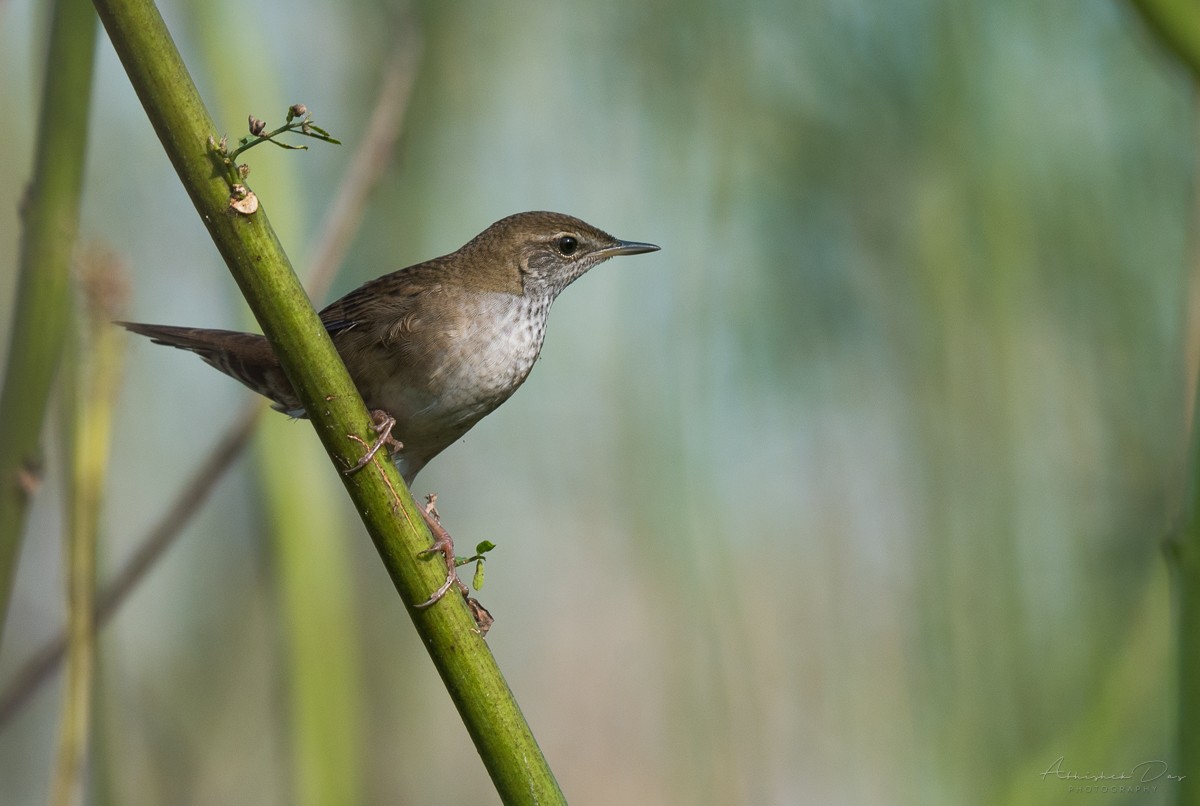 Spotted Bush Warbler - ML225455901