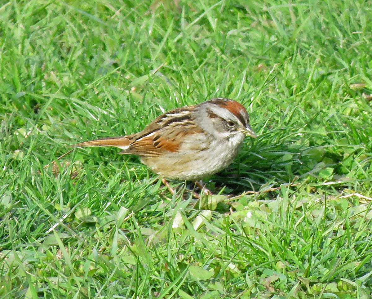 Swamp Sparrow - ML225455941