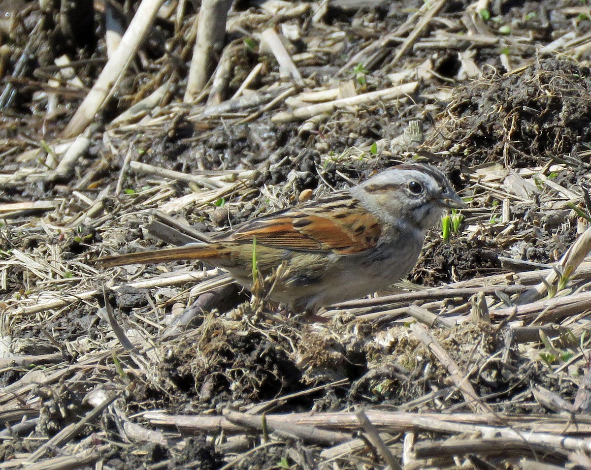 Swamp Sparrow - ML225455981