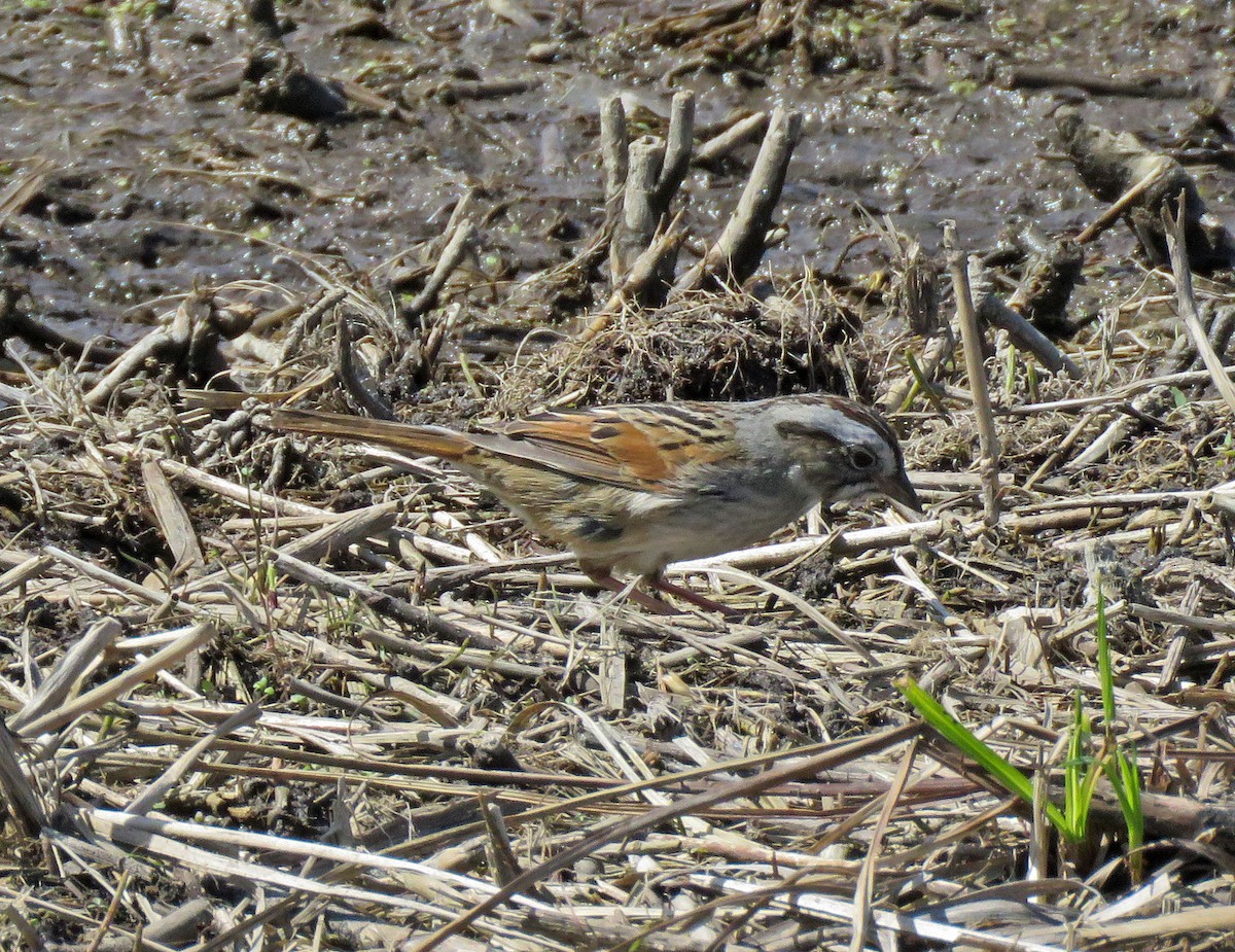 Swamp Sparrow - Eric D Gyllenhaal