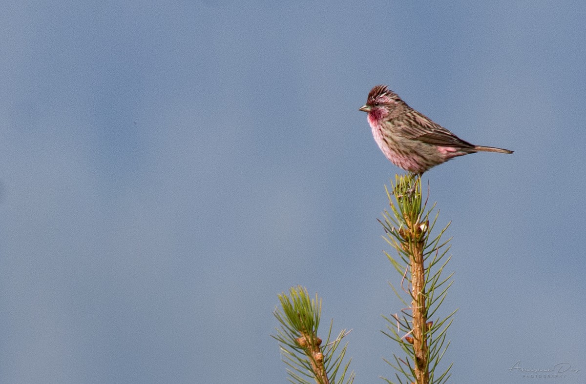 Himalayan Beautiful Rosefinch - ML225459061