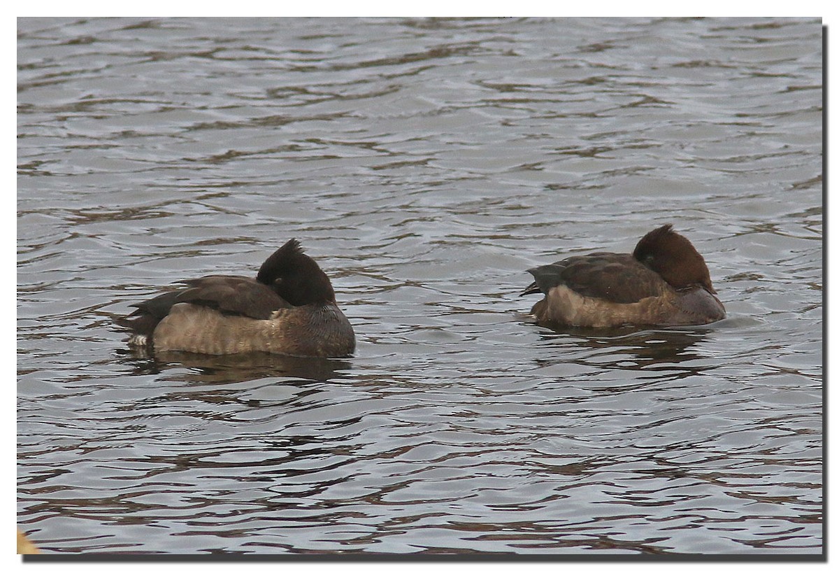 Tufted Duck - ML225459571