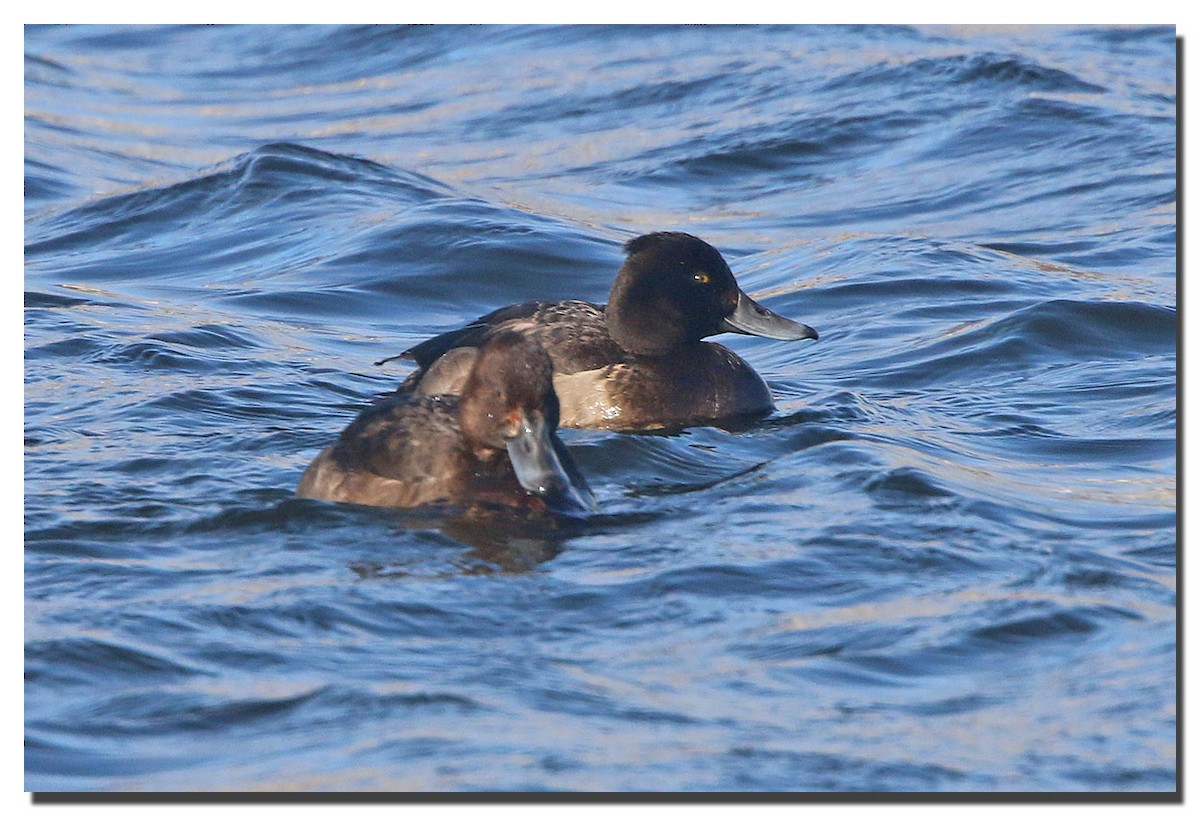Tufted Duck - ML225459581