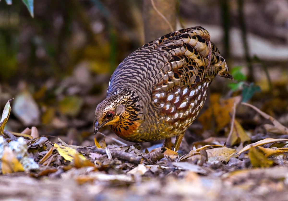 Hill Partridge - Anil Sah