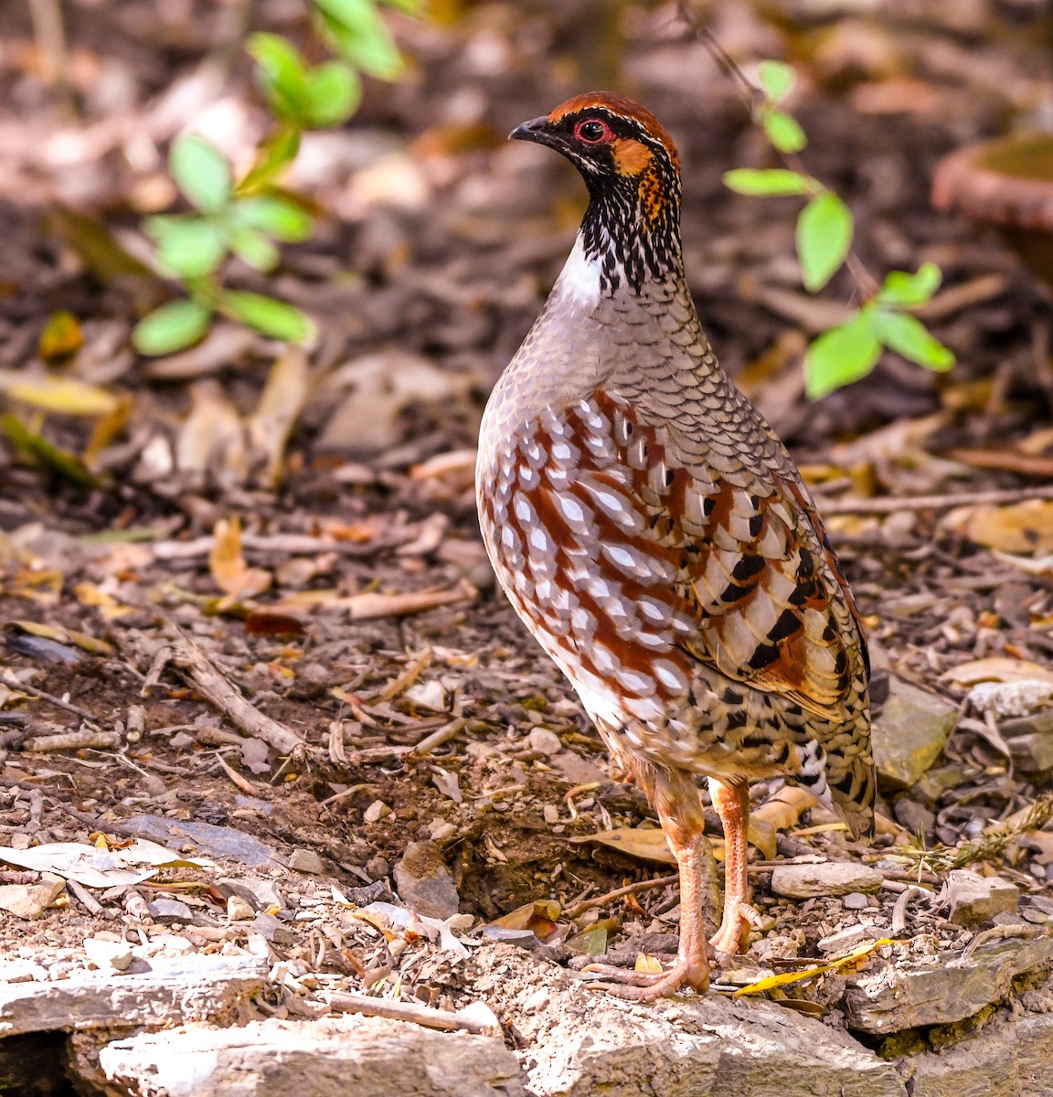 Hill Partridge - Anil Sah