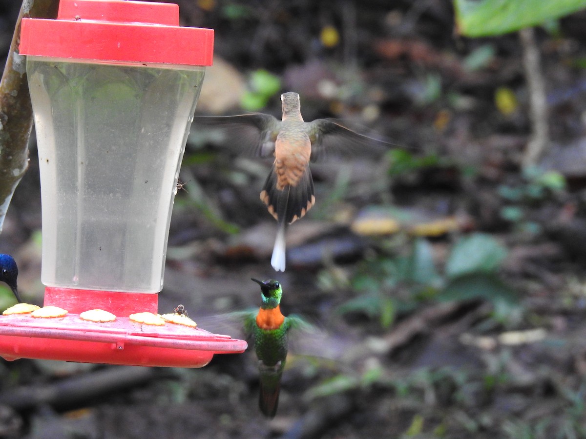 Рыжеватый колибри-отшельник - ML225461401
