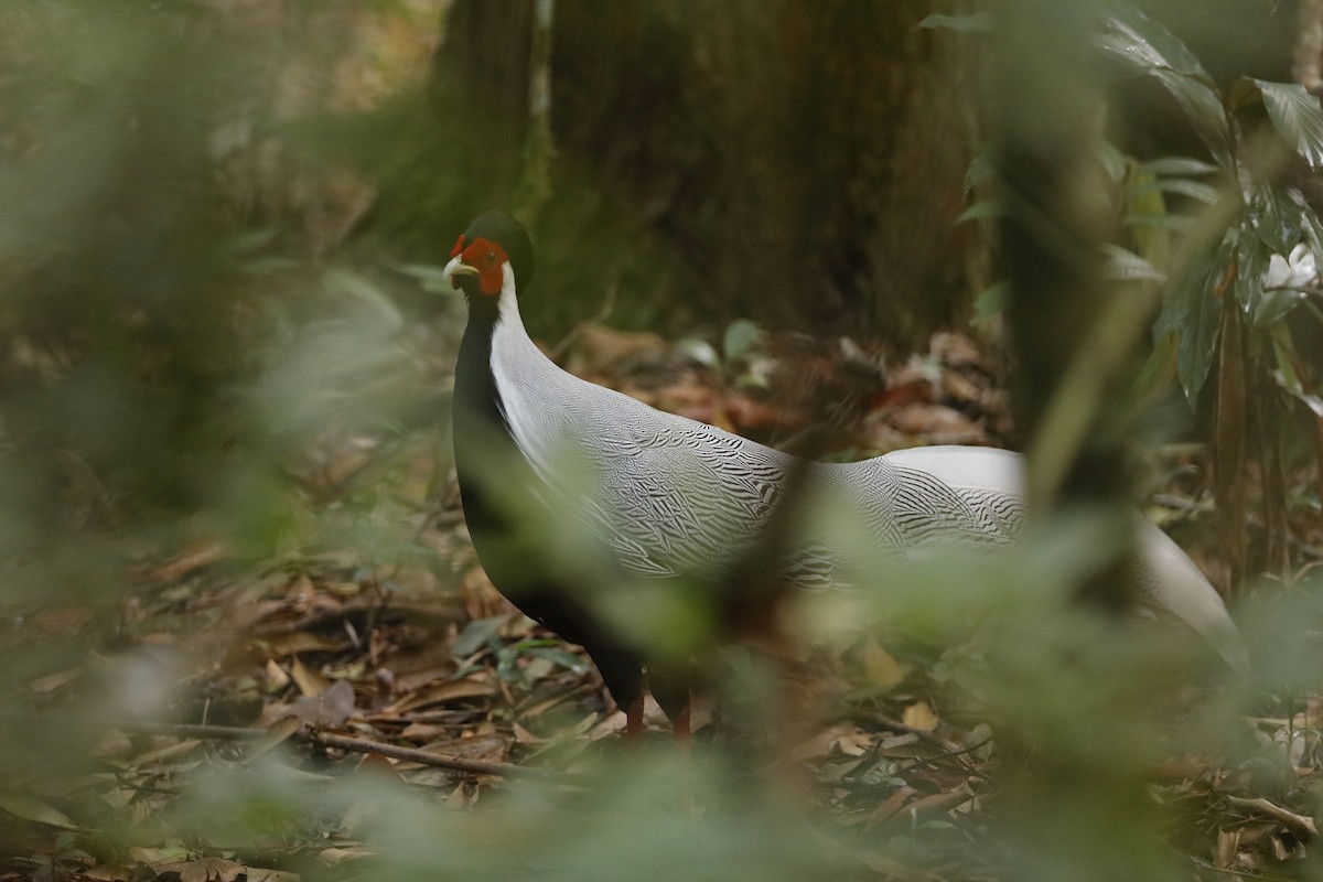 Silver Pheasant - ML225461931