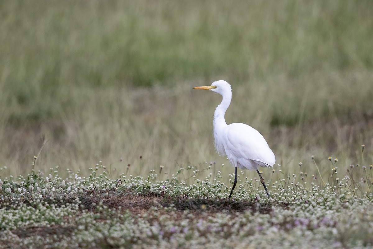 Plumed Egret - Niall D Perrins