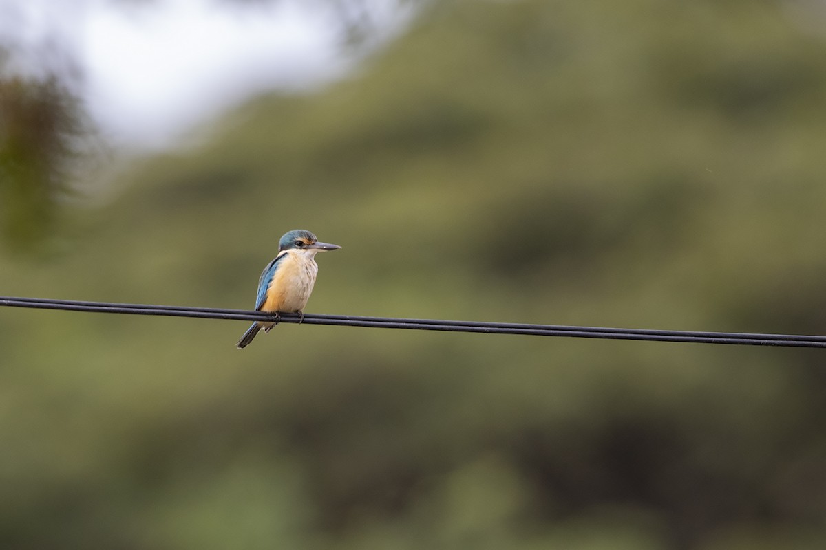 Sacred Kingfisher (Australasian) - ML225463521