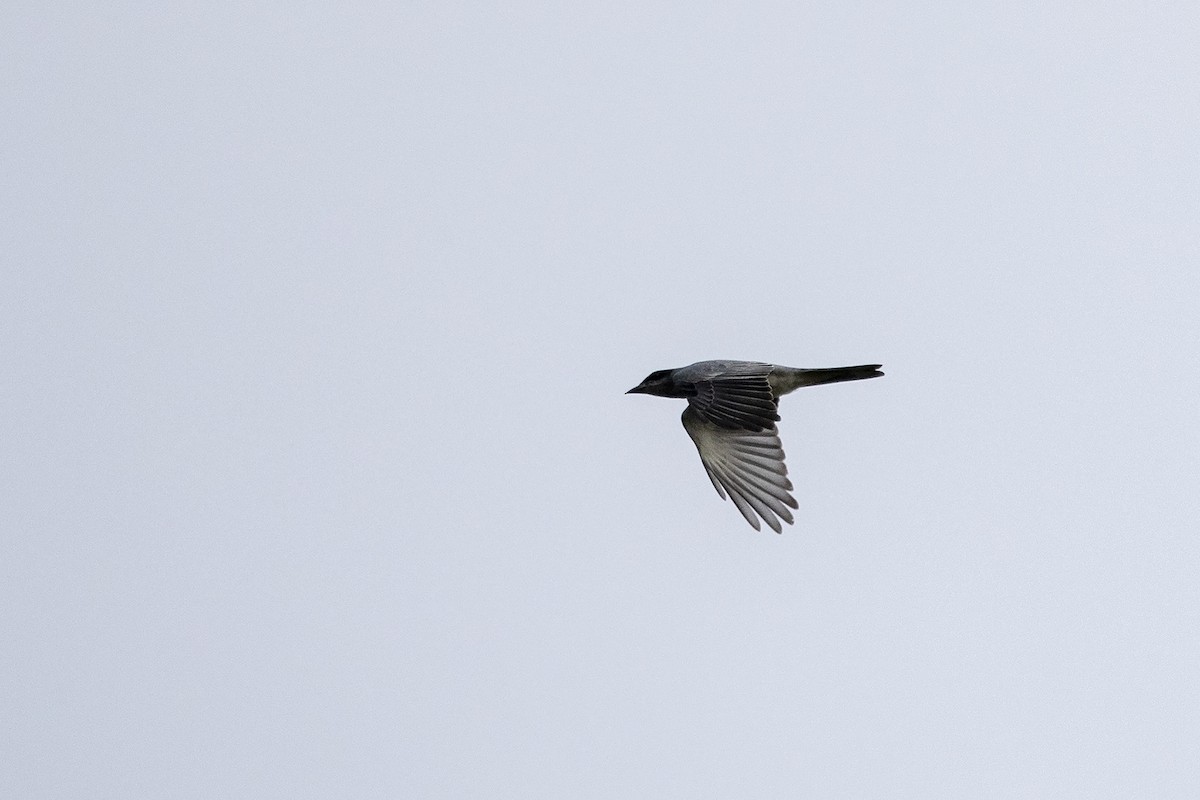 Black-faced Cuckooshrike - ML225463551