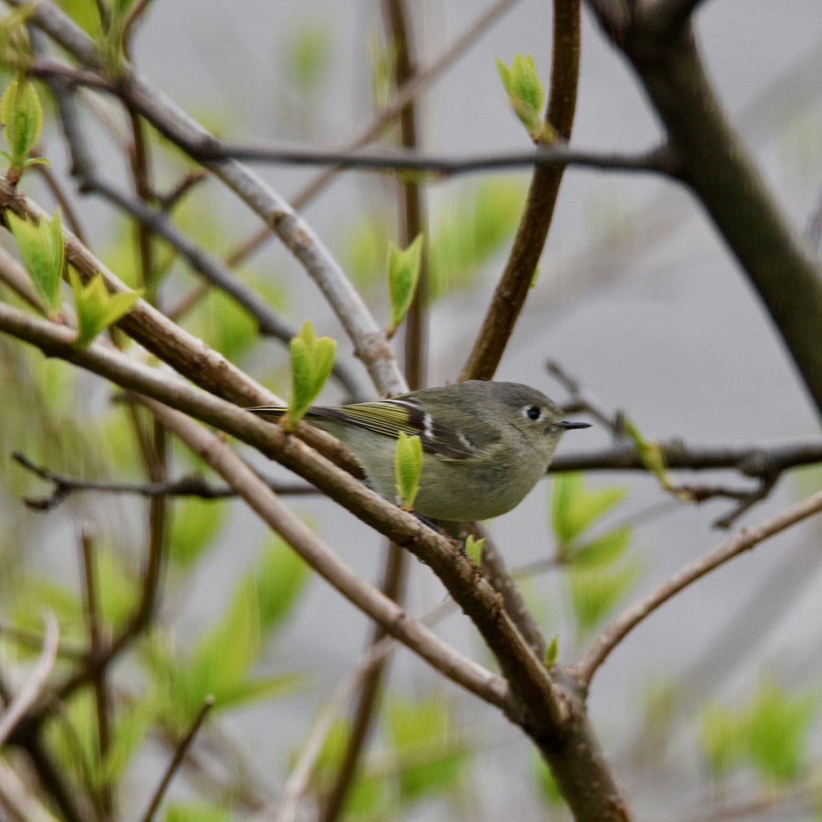 Ruby-crowned Kinglet - ML225463961