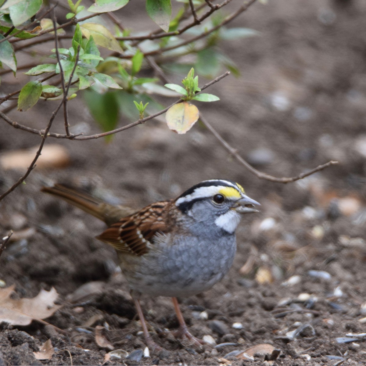 White-throated Sparrow - ML225464991