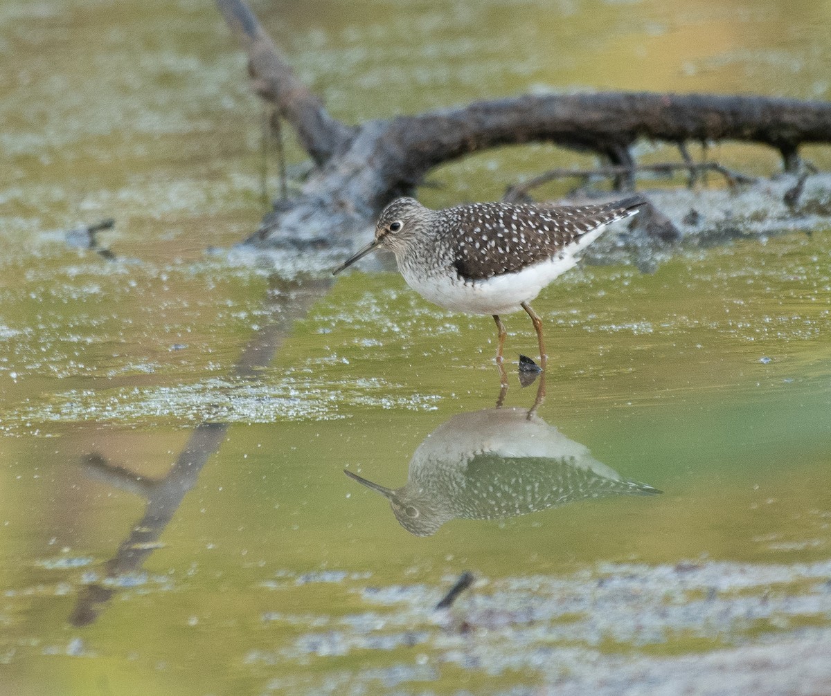 Solitary Sandpiper - ML225465051