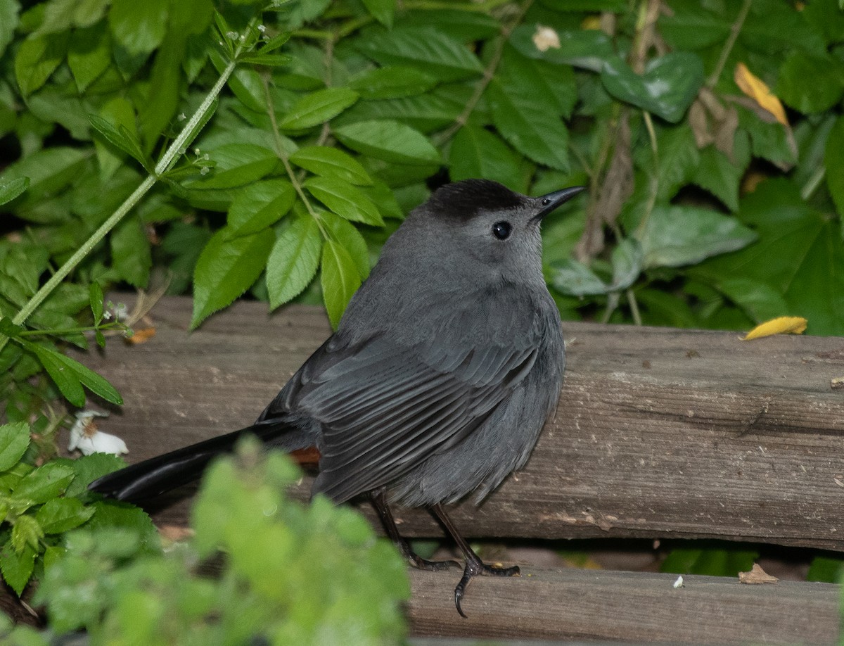 Gray Catbird - ML225465261