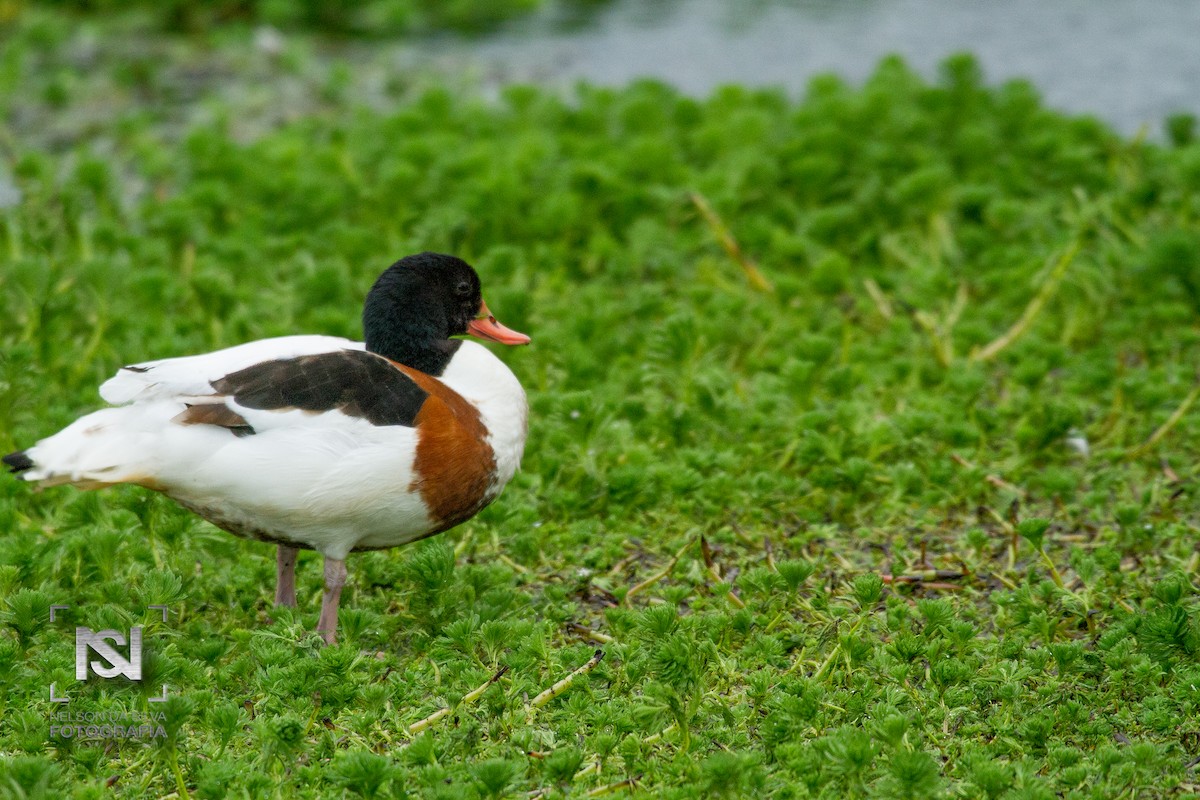 Common Shelduck - ML22546691