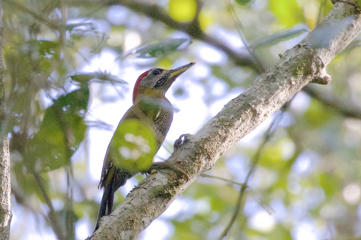 Streak-breasted Woodpecker - ML225468801