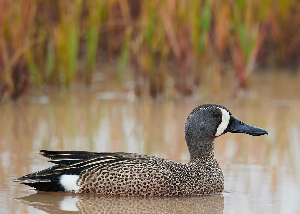 Blue-winged Teal - Charles Mills