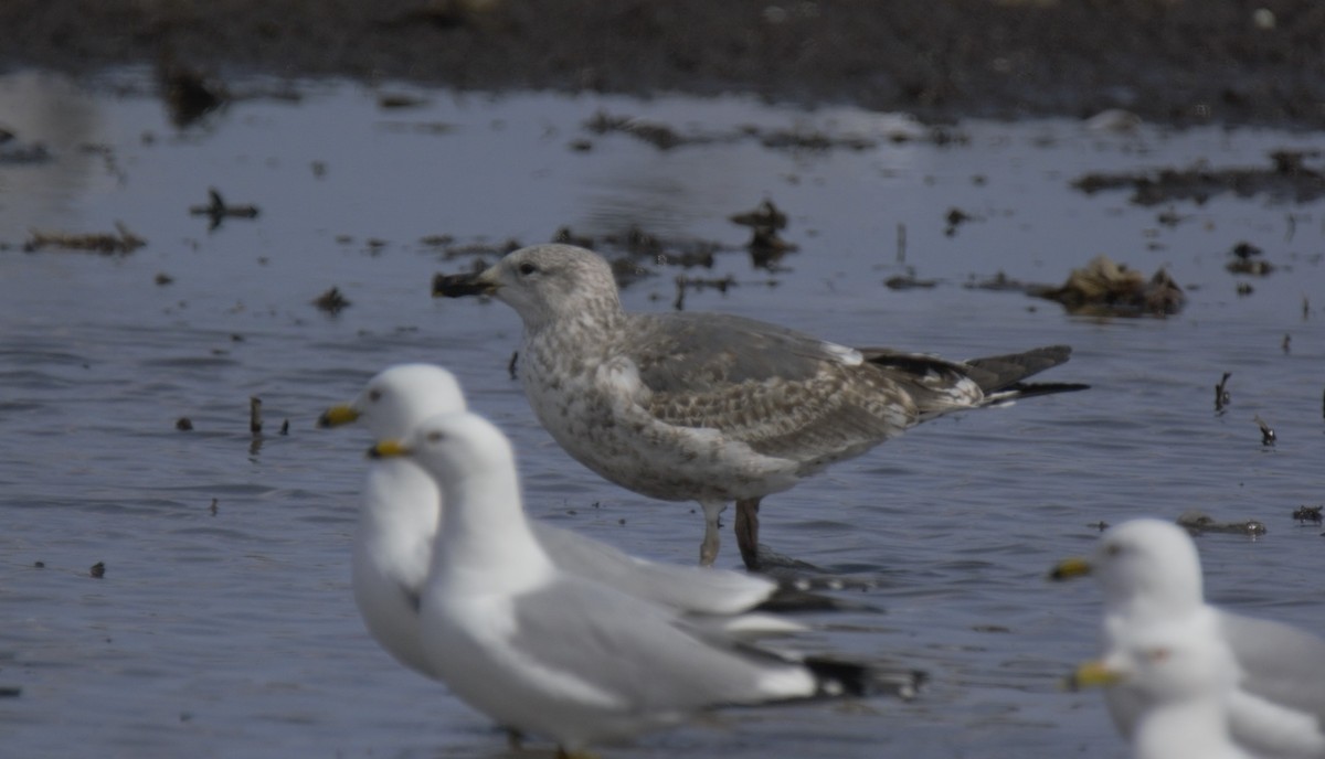 Lesser Black-backed Gull - ML225469941