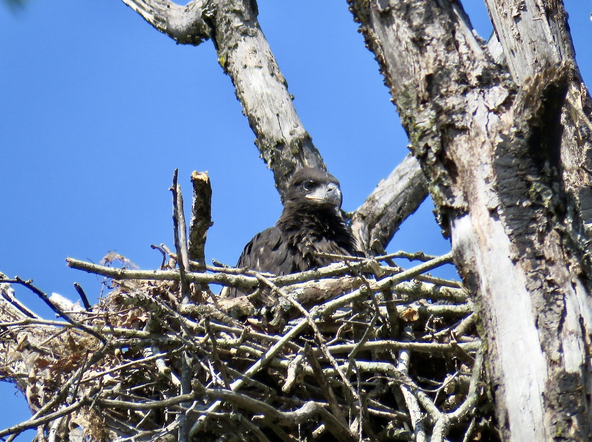 Weißkopf-Seeadler - ML225472201