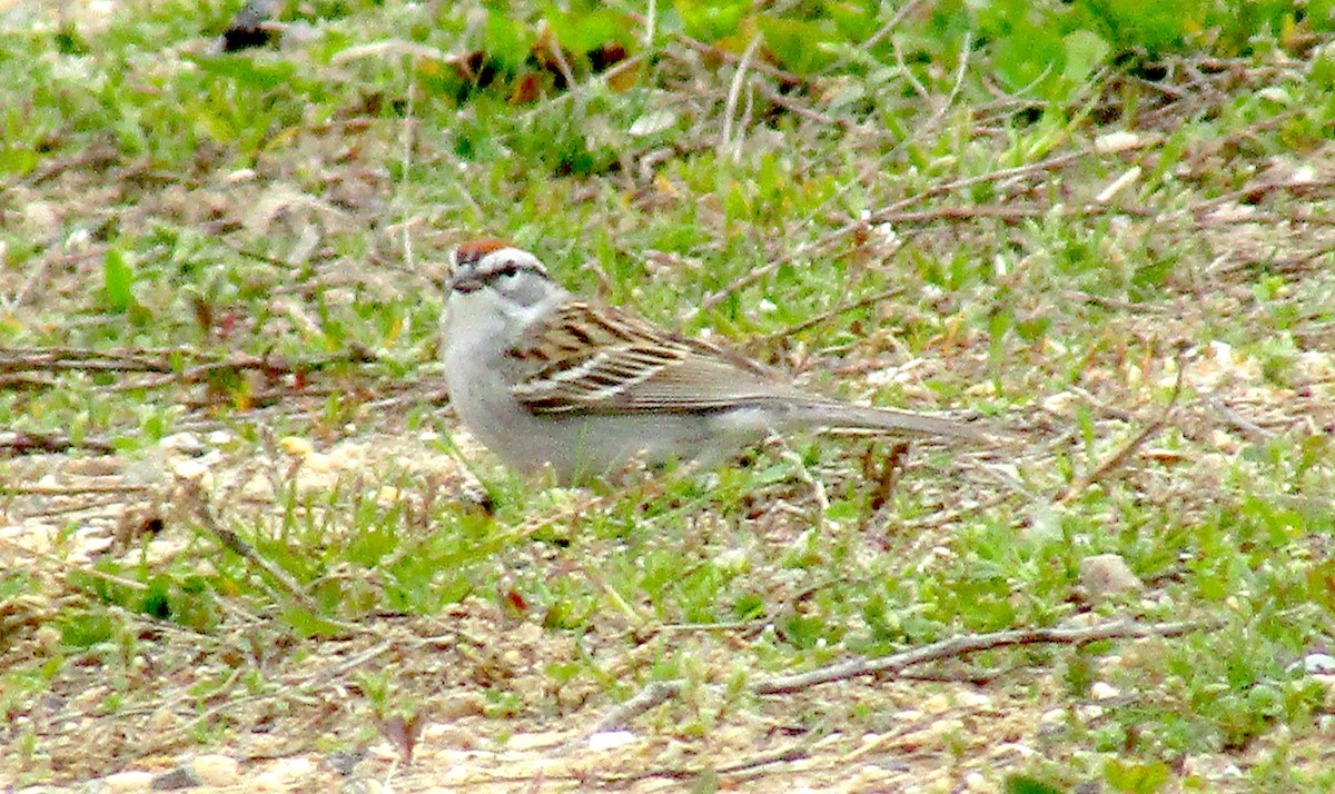 Chipping Sparrow - ML225473021