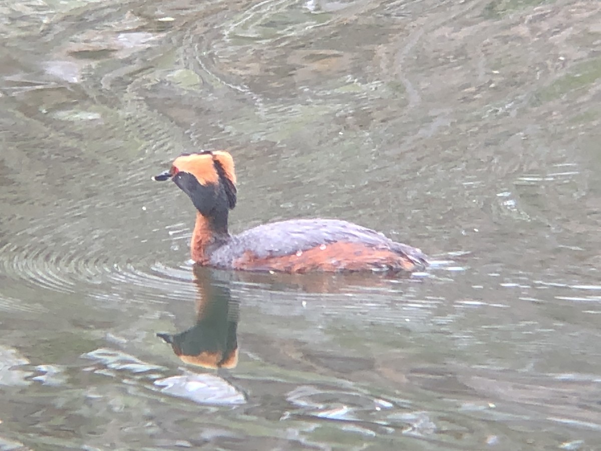 Horned Grebe - ML225474861