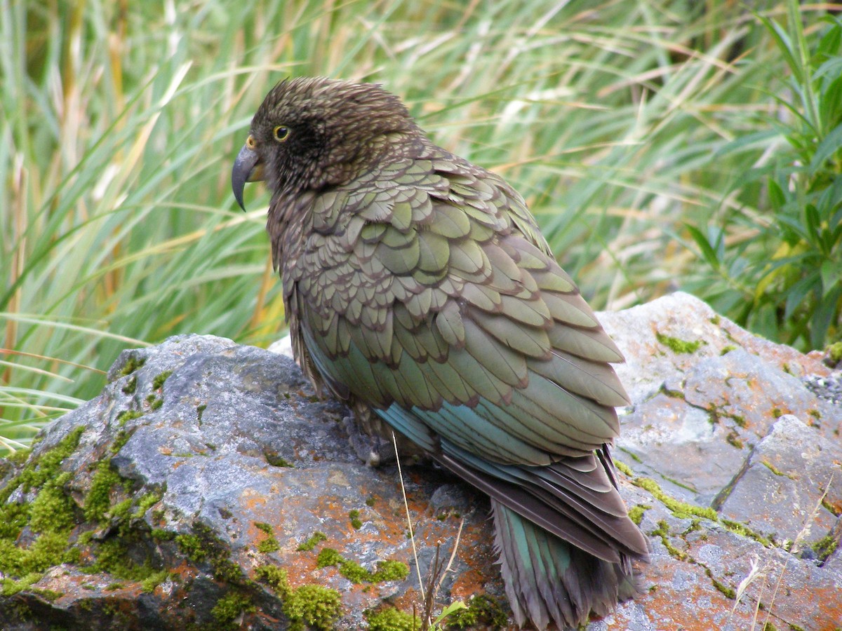 Kea - DS Ridley