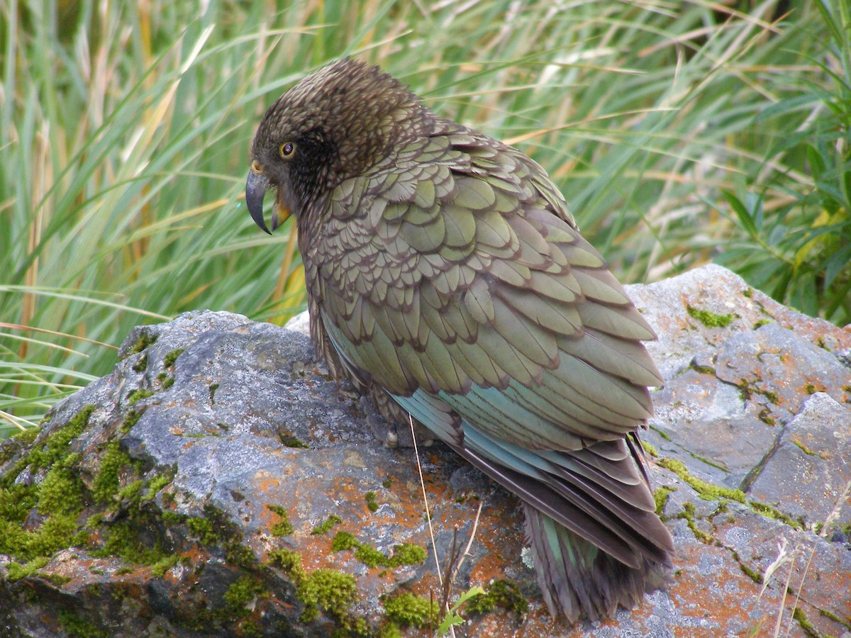 Kea - DS Ridley