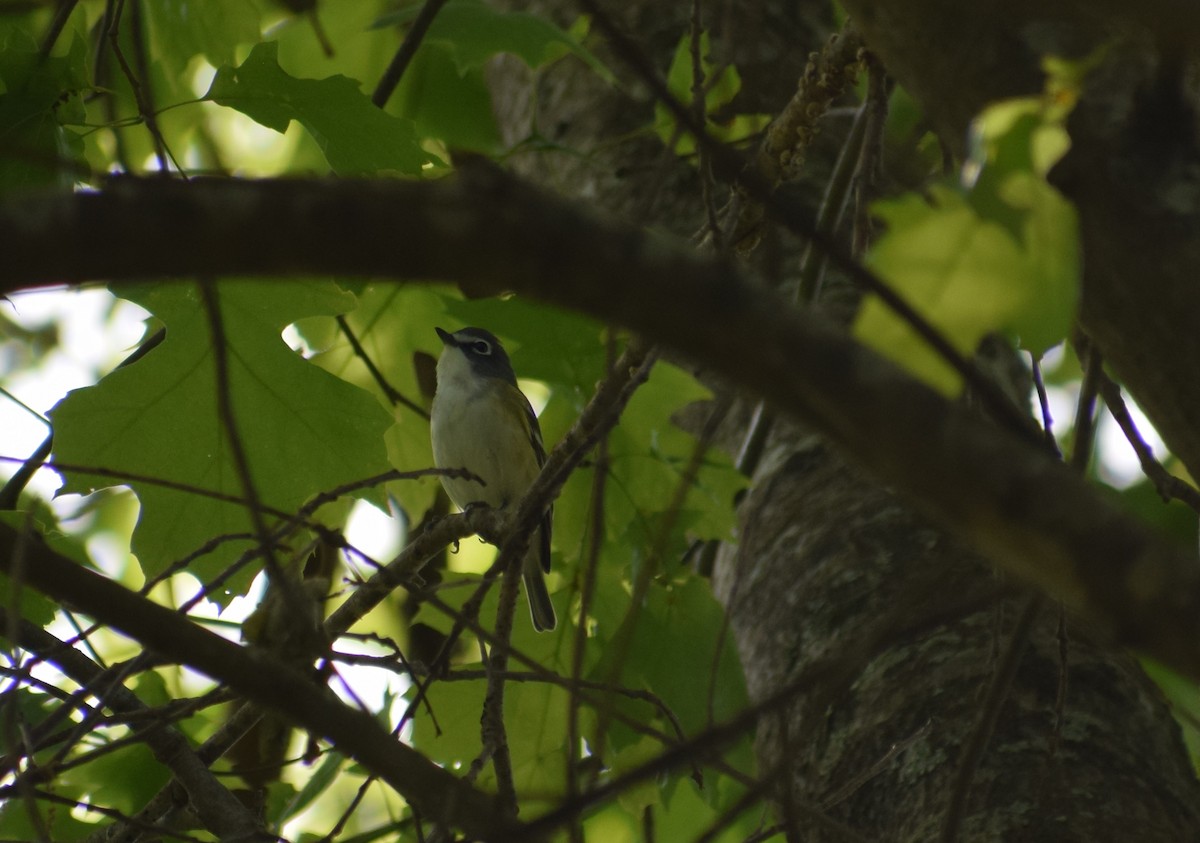 Blue-headed Vireo - ML225480361