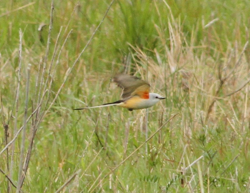 Scissor-tailed Flycatcher - ML225481061
