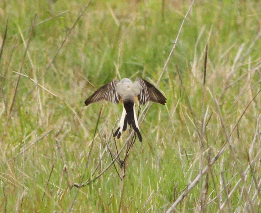 Scissor-tailed Flycatcher - ML225481161