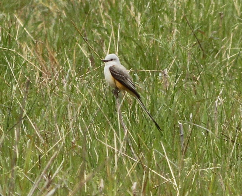 Scissor-tailed Flycatcher - ML225481191