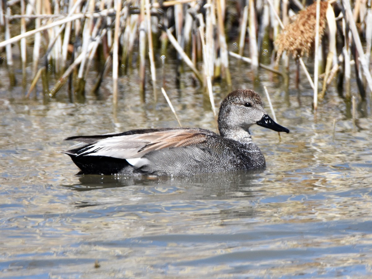 Gadwall - ML225483121